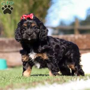 Lila, Cavapoo Puppy